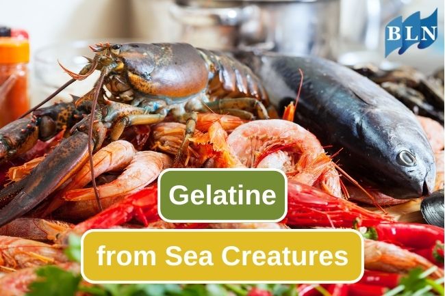 You Can Get Gelatine From These 5 Sea Creatures
